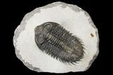 Coltraneia Trilobite Fossil - Huge Faceted Eyes #154327-1
